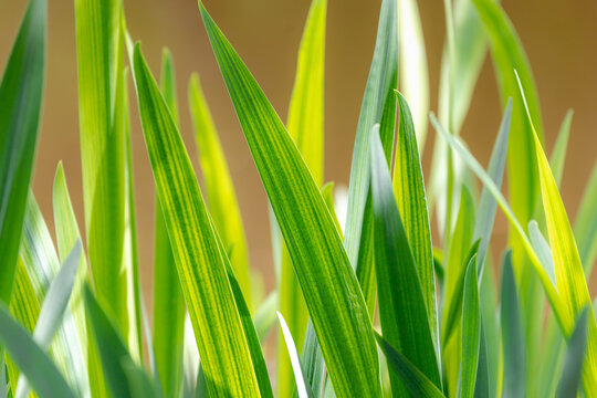 Green grass leaves pattern with selective focus, Acorus calamus is a species of flowering plant, Sweet flag growing along the swamp, Its leaves resembles those of the iris family, Nature background.