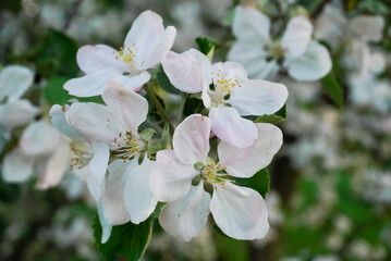 spring apple blossom