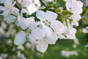 Obraz na płótnie Canvas spring apple blossom