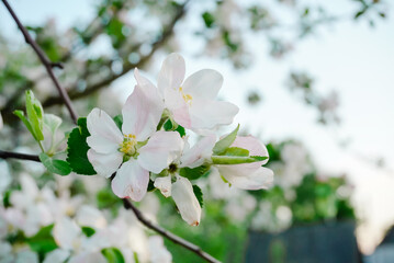 spring apple blossom