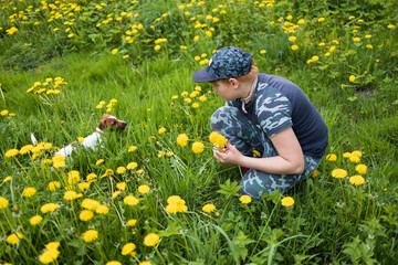 Fun boy in yellow dandelion meadow frolics