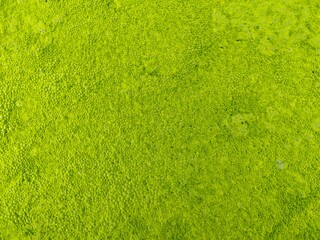 Moss on the water surface.