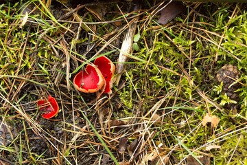 Sarcoscypha austriaca edible early spring mushroom, scarlet cup