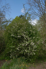 White Spring Blossom on an Apple Tree (Malus 'Striped Beauty') Growing in a Woodland Garden in Rural Devon, England, UK