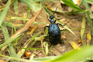 Meloe proscarabaeus , Oleica krówka poisonous beetle  - obrazy, fototapety, plakaty
