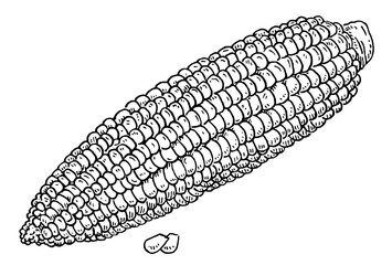 Ripe cob of corn peeled from the leaves. Vintage hatching black illustration
