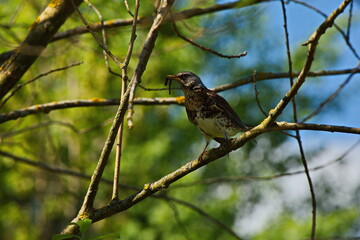 Thrush fieldfare in a Moscow park.