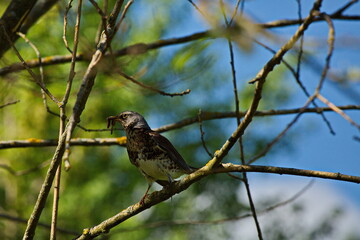 Thrush fieldfare in a Moscow park.