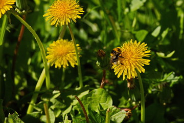 Blooming dandelions in the parks of Moscow.