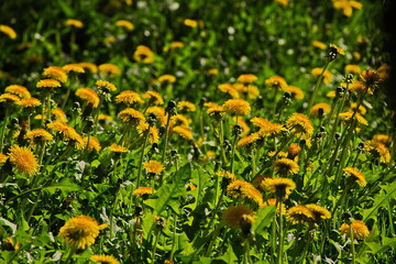 Blooming dandelions in the parks of Moscow.