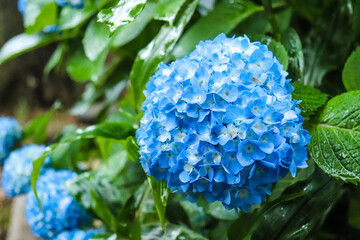 Obraz premium 紫陽花 アジサイ 梅雨 雨 あじさい 鮮やか 美しい かわいい 綺麗 癒し 花びら 6月