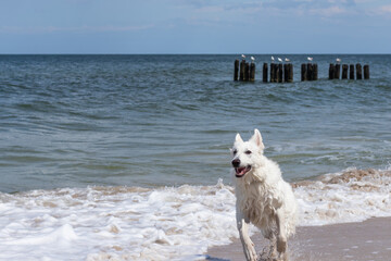 dog white swiss shepherd running at beach