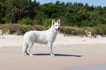 dog at the beach on sunny day, background forest, white swiss shepherd