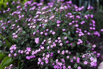 purple flowers in the garden