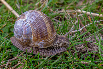 Big Snail
