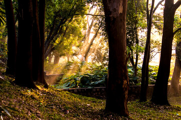 sun rays in the forest