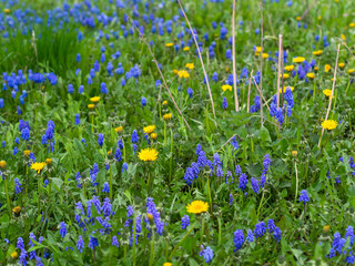 Blue grape hyacinths, Muscari armeniacum, and dandelions growing on a field with fresh green grass in spring, closeup with selective focus