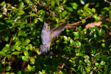 Female Anna's hummingbird drinking the nectar.  Vancouver BC Canada 

