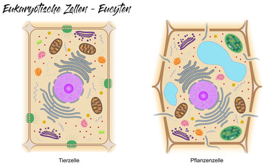 Eukaryotische Zelle - Eucyte