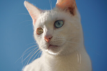 Portrait of a white cat with green and blue eye. The cat is sunbathing. Fantastic blue sky