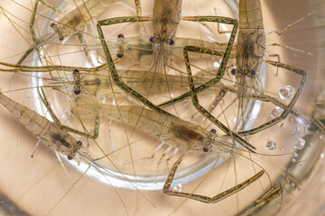 Macrobrachium（Shrimp）