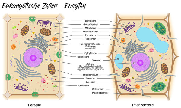 Eukaryotische Zelle - Eucyte