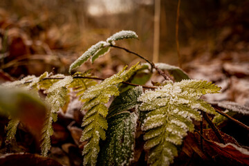 frosted polypody in the forest