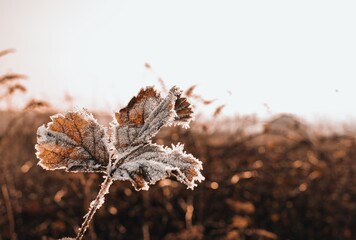 frozen leaf