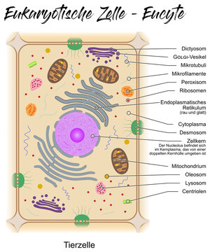 Eukaryotische Zelle - Eucyte - Tierzelle