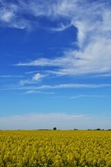 Rapsfeld mit blauem Himmel, Ungarn