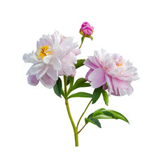 Blooming white-pink peony flowers with a bud and green leaves isolated on a white background
