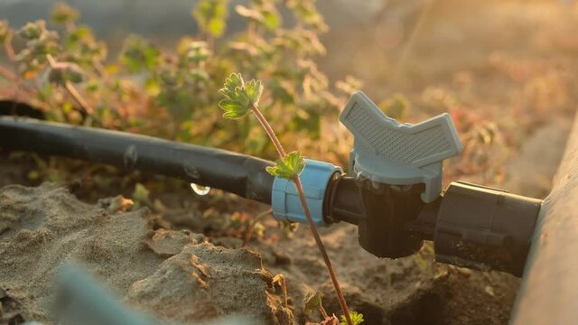 Water drips from pipe of irrigation system on large field with young plants in orchard farm at sunset in spring evening closeup