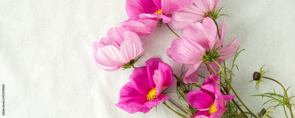 Wall mural cosmos flowers on a pale blue denim background