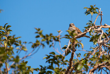 Sparrows on branches of jabuticaba tree, natural light, selective focus.