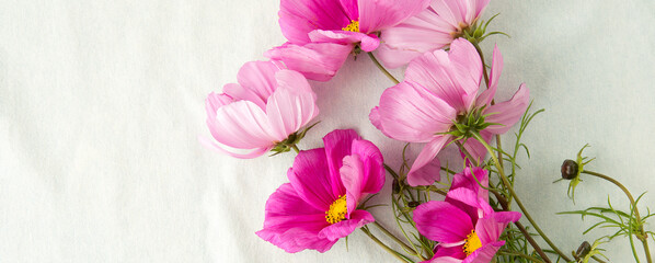 cosmos flowers on a pale blue denim background