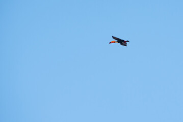 toucan bird flying in the blue sky in Brazil, natural light, selective focus.