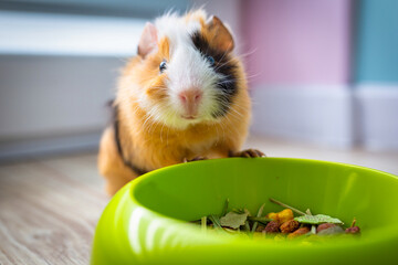 The guinea pig eats food from a bowl.