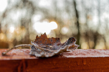 brown frosted leaf in the winter