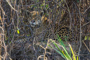 Wild Jaguar behind plants in riverbank, Pantanal, Brazil