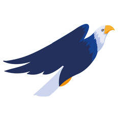 bald eagle bird