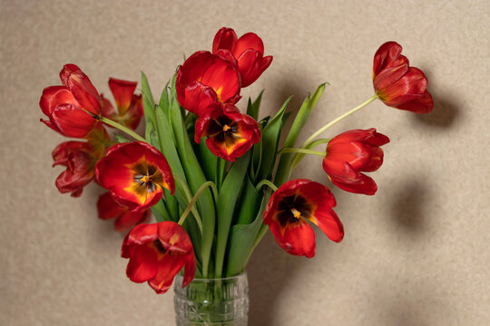 Fading red tulips on pastel brown background. bouquet of red tulips on braun textured background.