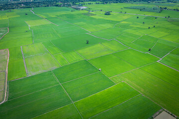Aerial image of beautiful green paddy rice field and walkways in Thailand.