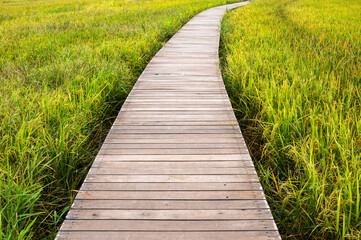 Obraz premium Wooden pathway on paddy rice field in plantation