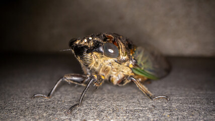 Extreme macro close up of adult Cicada insect. with green and golden color wings