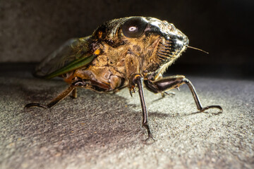 Extreme macro close up of adult Cicada insect. with green and golden color wings