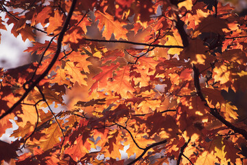 Autumn oak background