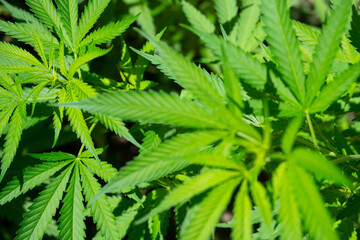 Planta hembra de Marihuana - Marijuana female plant - Plante femelle de marijuana