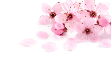 Beautiful pink sakura tree blossoms isolated on white