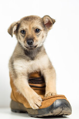 Puppy in a boot over white
