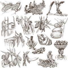 Cocoa harvesting and processing. Agriculture. An hand drawn illustration.